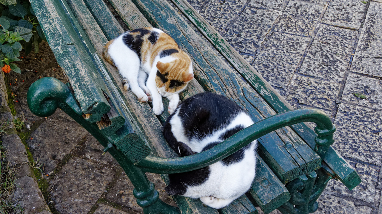 20221103 130031•Starigrad Kotor•Coastalregion•Montenegro